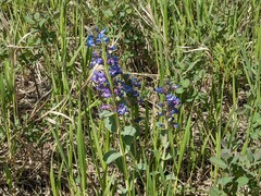 Penstemon nitidus