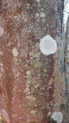 Lecanora caesiorubella