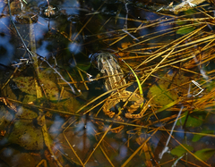 Rana amurensis