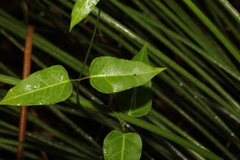 Leichhardtia coronata
