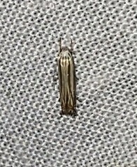 Polyhymno luteostrigella