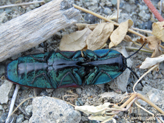 Chalcolepidius rubripennis