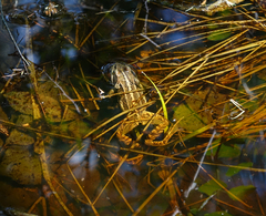 Rana amurensis