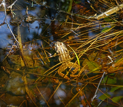Rana amurensis