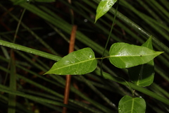Leichhardtia coronata