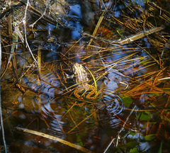 Rana amurensis