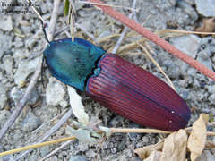 Chalcolepidius rubripennis