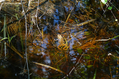Rana amurensis