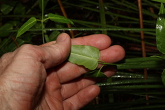 Leichhardtia coronata