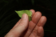 Leichhardtia coronata