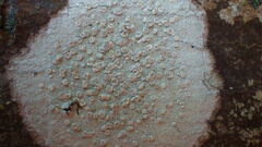 Lecanora caesiorubella