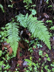 Polystichum dudleyi