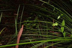 Leichhardtia coronata