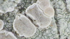 Lecanora caesiorubella