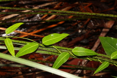 Leichhardtia coronata