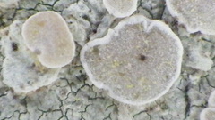 Lecanora caesiorubella