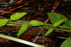 Leichhardtia coronata