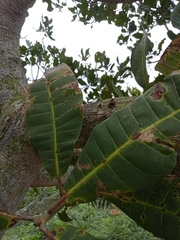 Anacardium occidentale