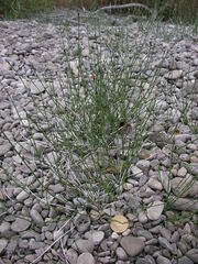Equisetum