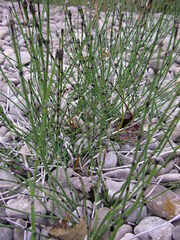 Equisetum