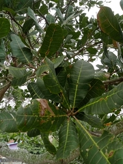Anacardium occidentale