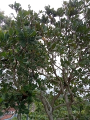 Anacardium occidentale