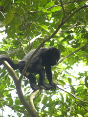 Alouatta pigra