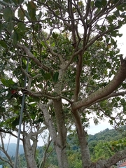 Anacardium occidentale