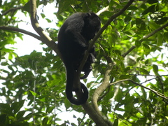 Alouatta pigra