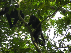 Alouatta pigra