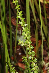 Acacia hubbardiana