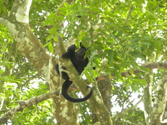 Alouatta pigra