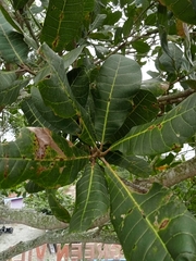 Anacardium occidentale