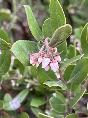 Arctostaphylos tomentosa