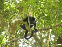 Alouatta pigra
