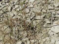 Peniocereus striatus