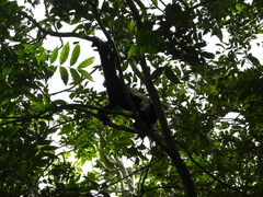 Alouatta pigra