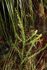 Acacia hubbardiana