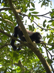 Alouatta pigra