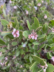 Arctostaphylos tomentosa
