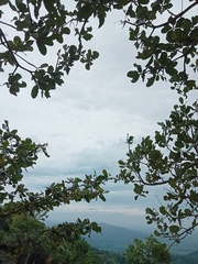 Anacardium occidentale