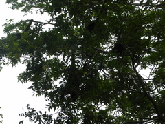 Alouatta pigra