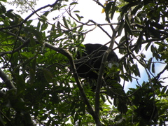 Alouatta pigra