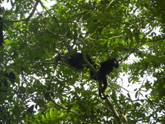 Alouatta pigra