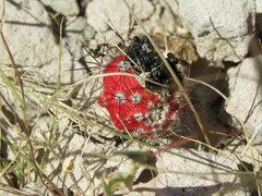 Peniocereus striatus