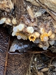 Sphaerobolus stellatus