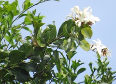 Ancylobothrys petersiana