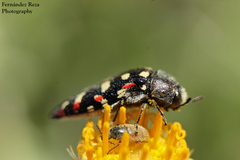 Acmaeodera gibbula