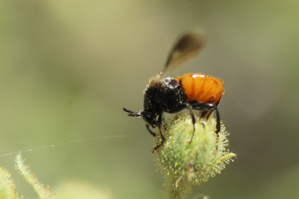 Ripiphorus epinomiae