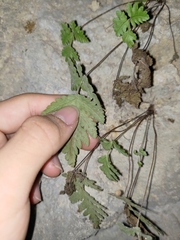 Tectaria devexa